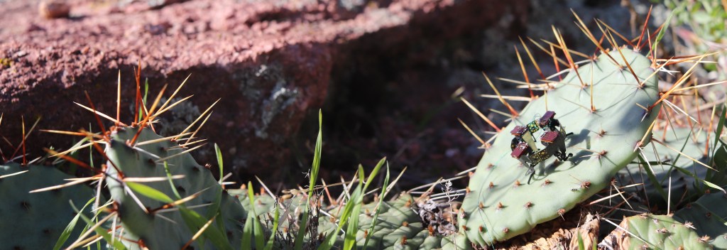 Robot on a cactus