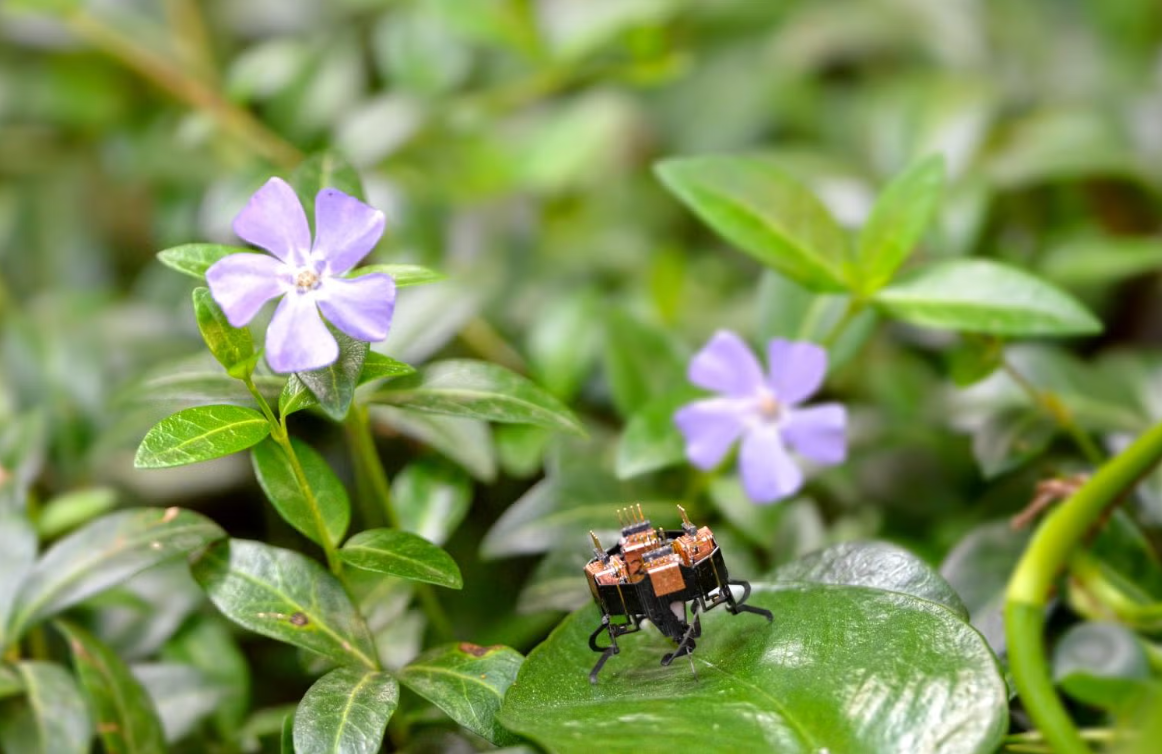 mCLARI on a leaf